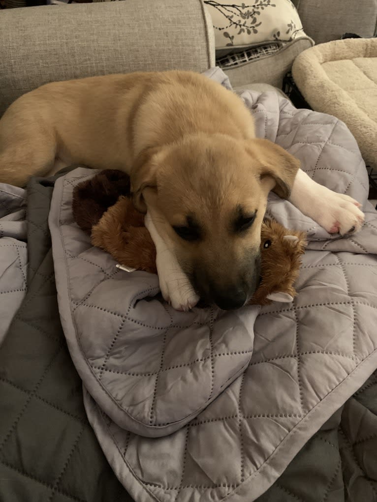 Remy, a Great Pyrenees and American Pit Bull Terrier mix tested with EmbarkVet.com