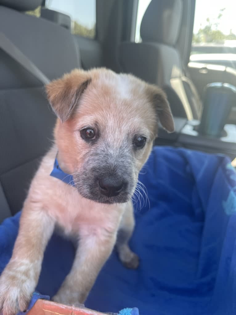 RAWLIE RIGGS, an Australian Cattle Dog and Poodle (Small) mix tested with EmbarkVet.com