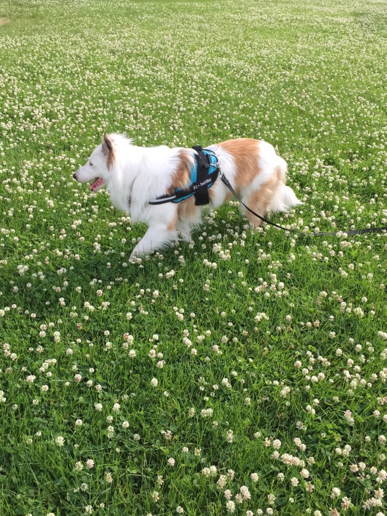 Jax, a Shetland Sheepdog and Australian Cattle Dog mix tested with EmbarkVet.com