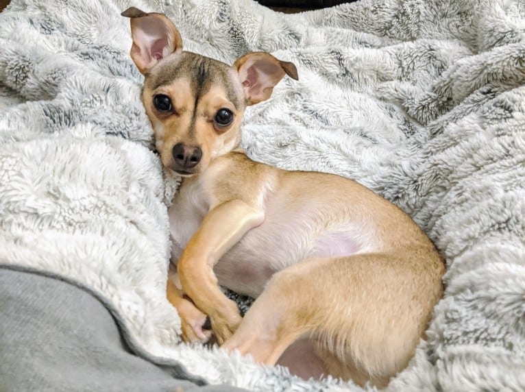 Dexter, a Chihuahua tested with EmbarkVet.com