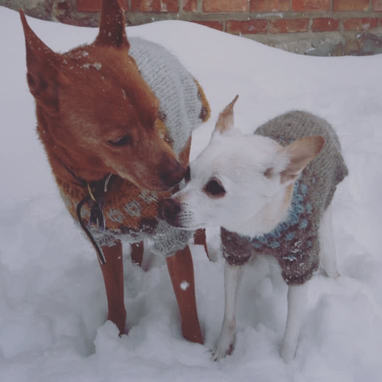 Blip, a Chihuahua and Cocker Spaniel mix tested with EmbarkVet.com