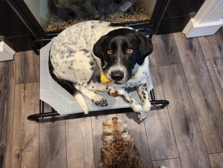 Millie, a Labrador Retriever and Great Pyrenees mix tested with EmbarkVet.com