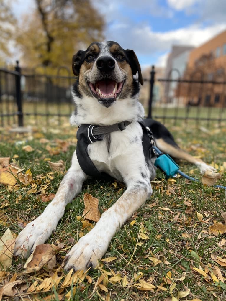 Rory, an Australian Shepherd and Australian Cattle Dog mix tested with EmbarkVet.com