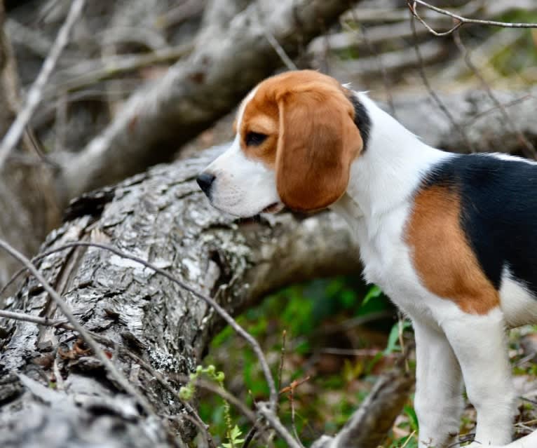 Sassy Claire, a Beagle tested with EmbarkVet.com