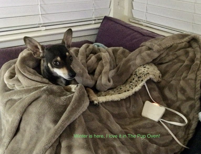 Murphy, a Chihuahua and Rat Terrier mix tested with EmbarkVet.com