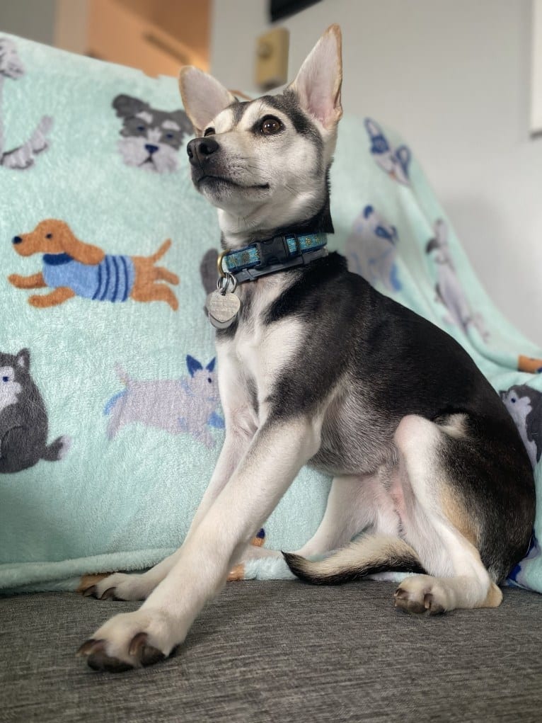 Turtle, a Chihuahua and Rat Terrier mix tested with EmbarkVet.com