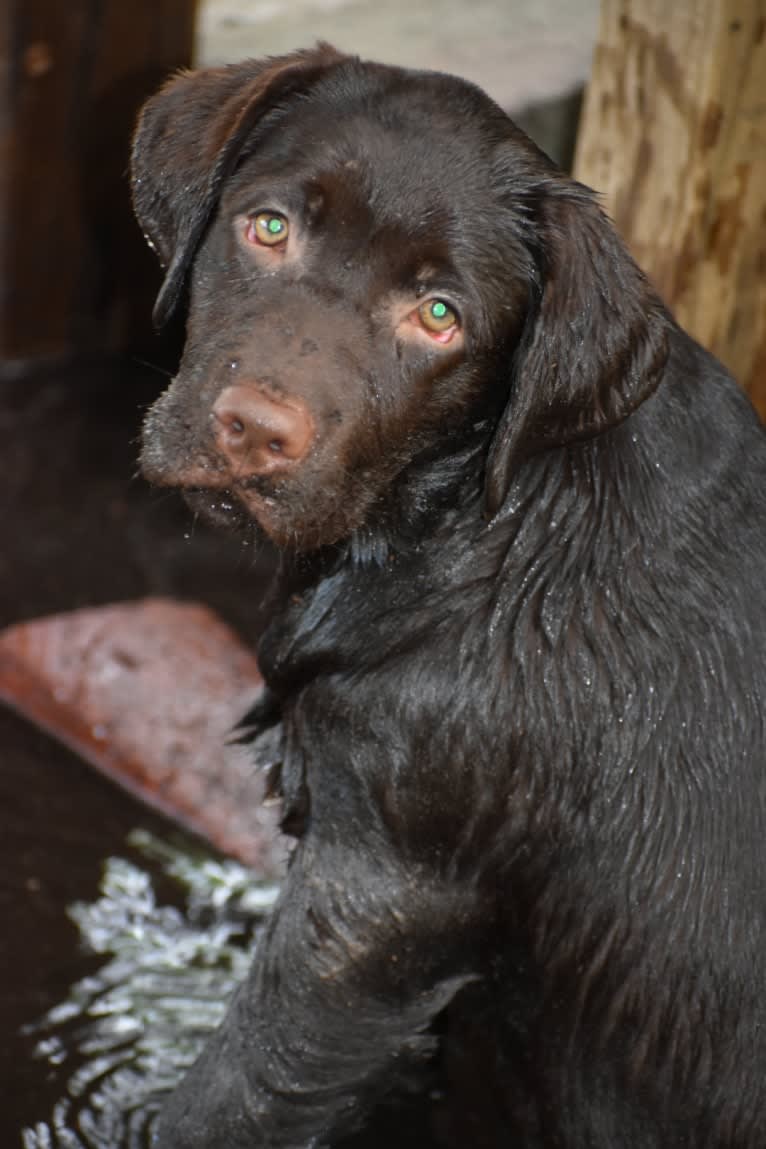 Gabbi, a Labrador Retriever tested with EmbarkVet.com