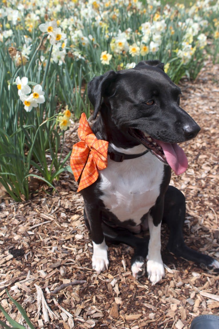 Lumos, an American Pit Bull Terrier and Treeing Walker Coonhound mix tested with EmbarkVet.com