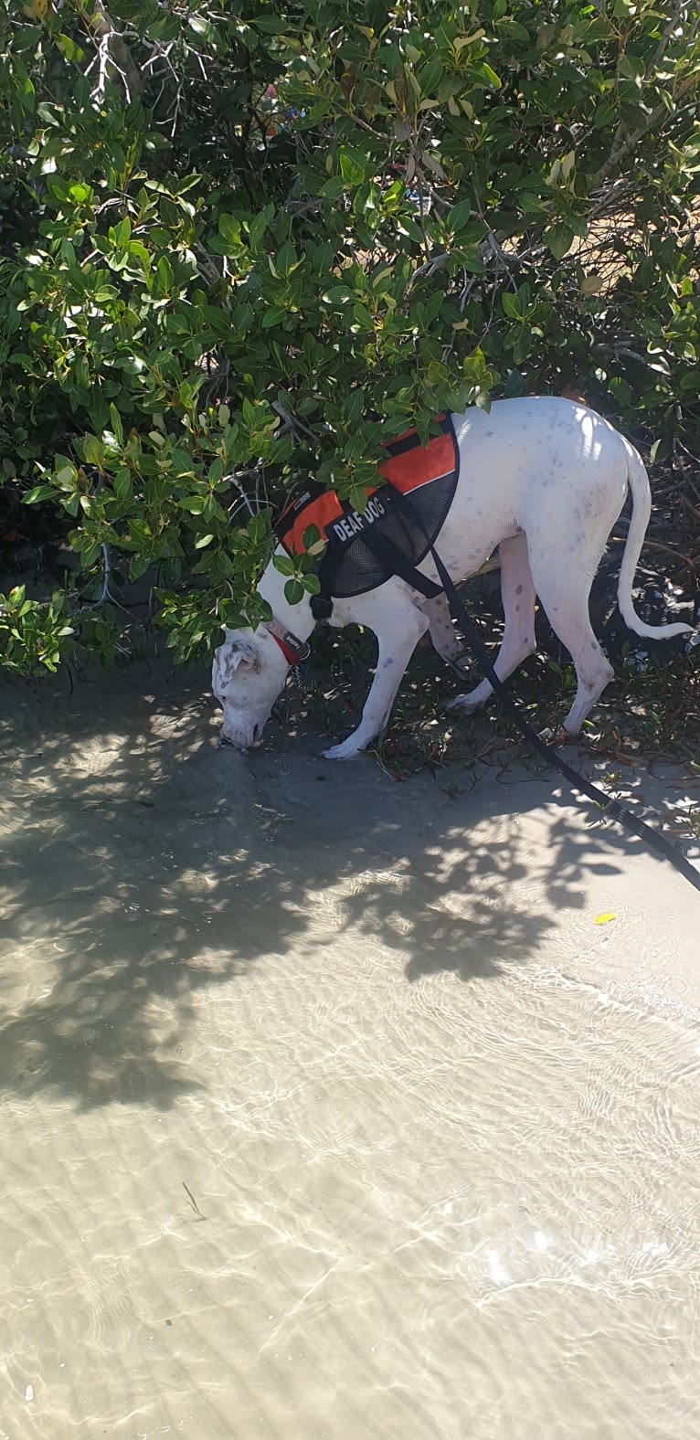 Justice, an American Pit Bull Terrier and Bull Terrier mix tested with EmbarkVet.com