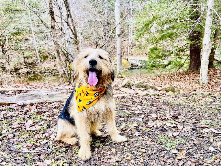 Cooper, a Great Pyrenees and Beagle mix tested with EmbarkVet.com