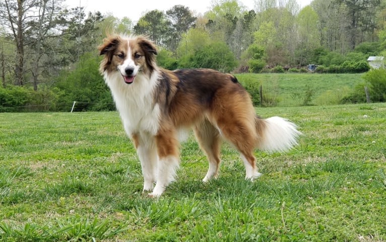 Sienna Rose, an Australian Shepherd and Collie mix tested with EmbarkVet.com