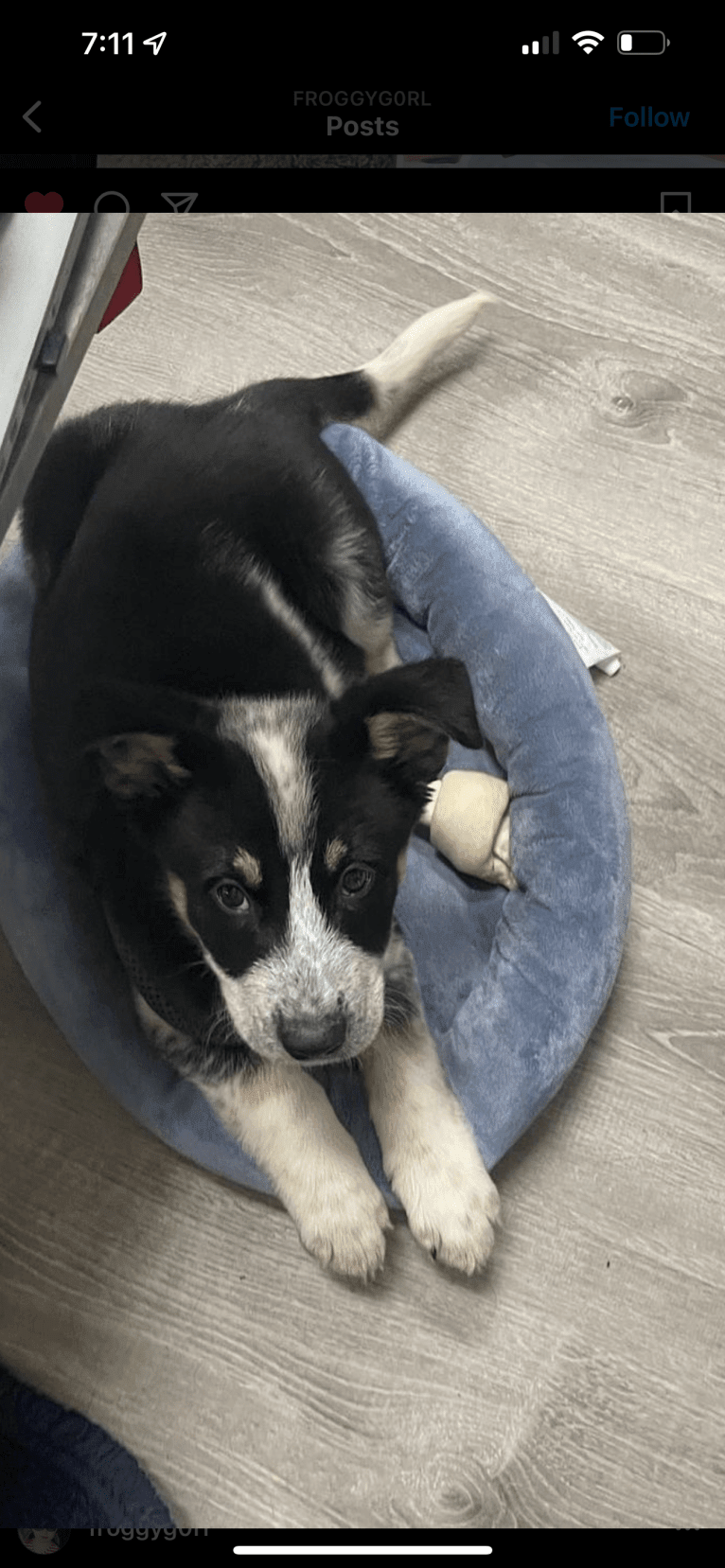 Charlie, a Siberian Husky and Australian Cattle Dog mix tested with EmbarkVet.com