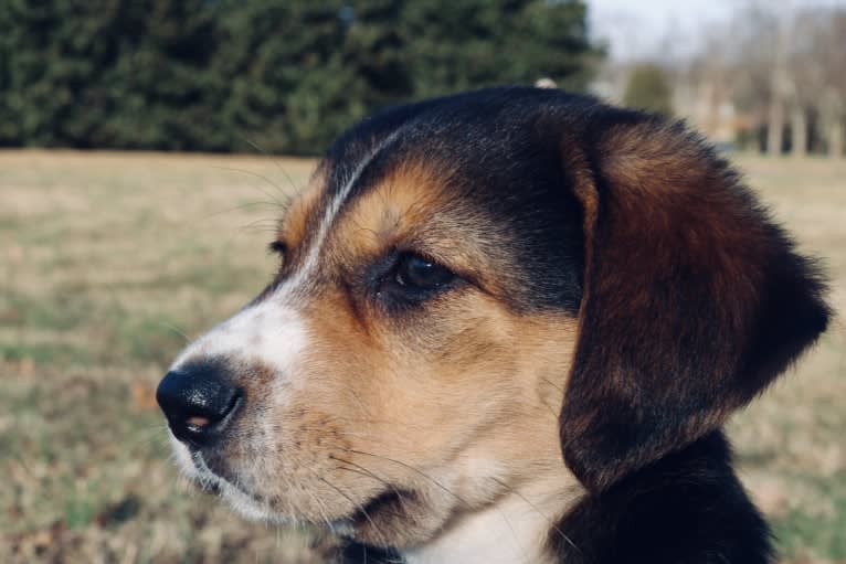 Arale Norimaki, a German Shepherd Dog and American Foxhound mix tested with EmbarkVet.com