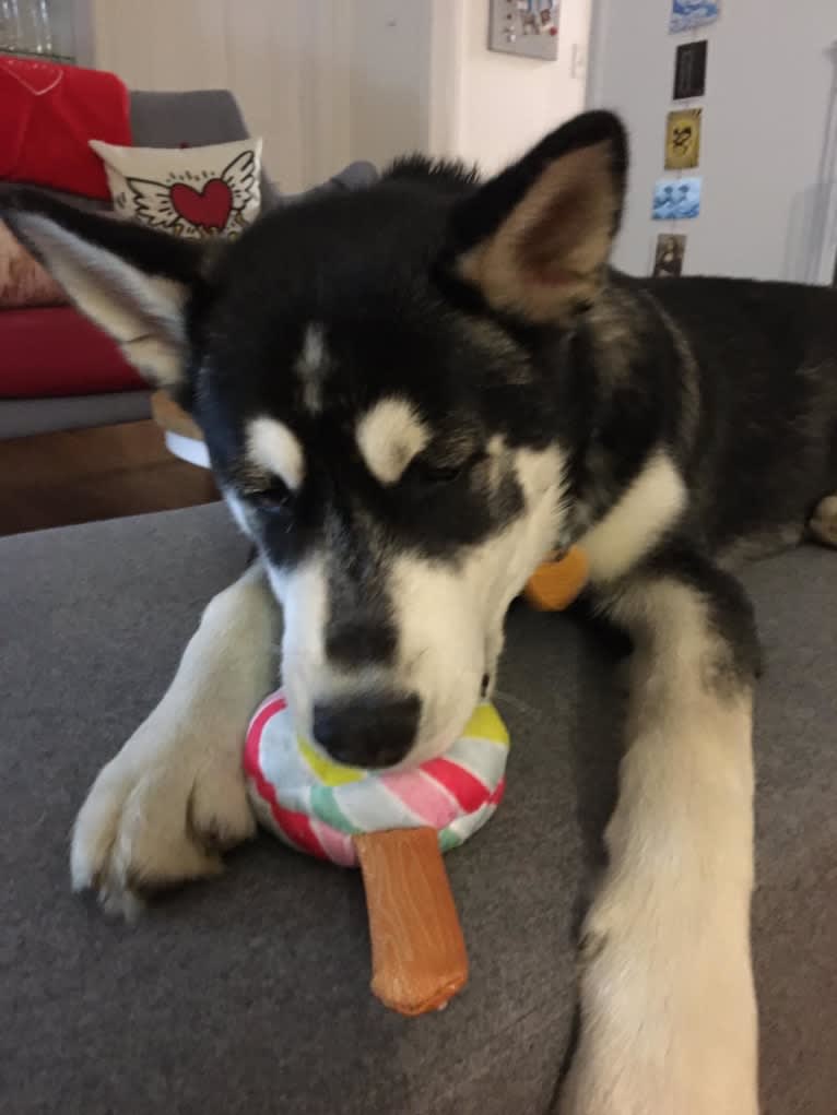 Rocket, a Siberian Husky and Alaskan Malamute mix tested with EmbarkVet.com