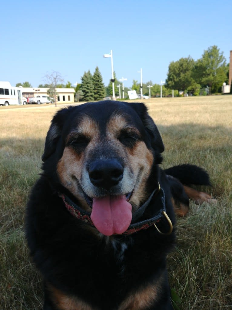Keiser, an American Pit Bull Terrier and Labrador Retriever mix tested with EmbarkVet.com