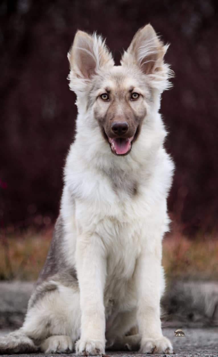 Juvena, a German Shepherd Dog tested with EmbarkVet.com