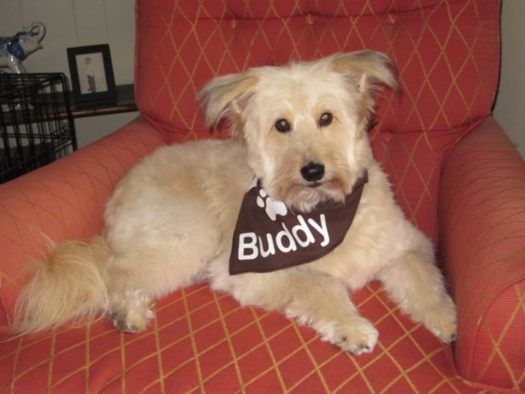 Buddy, a Poodle (Small) and Shetland Sheepdog mix tested with EmbarkVet.com