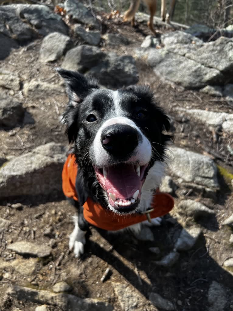 DDF Arlo, a Border Collie tested with EmbarkVet.com