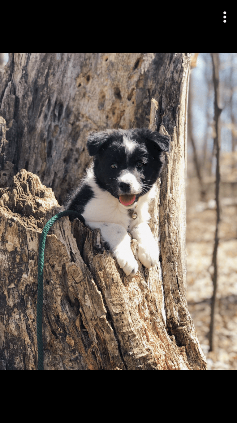 Finch, a Border Collie and American Eskimo Dog mix tested with EmbarkVet.com