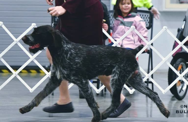 Grouse, a German Wirehaired Pointer tested with EmbarkVet.com