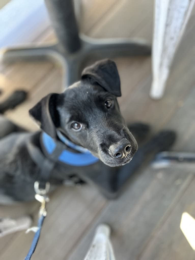 Rio, a Rottweiler and Golden Retriever mix tested with EmbarkVet.com