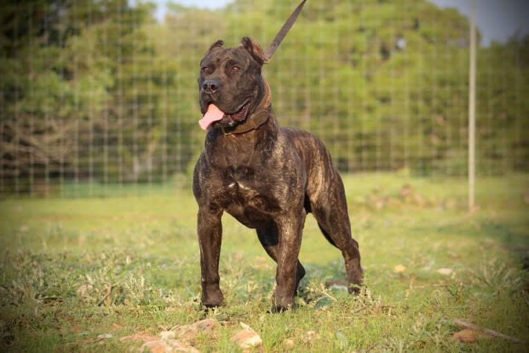 G’Kar Jr de PresaMania, a Perro de Presa Canario tested with EmbarkVet.com