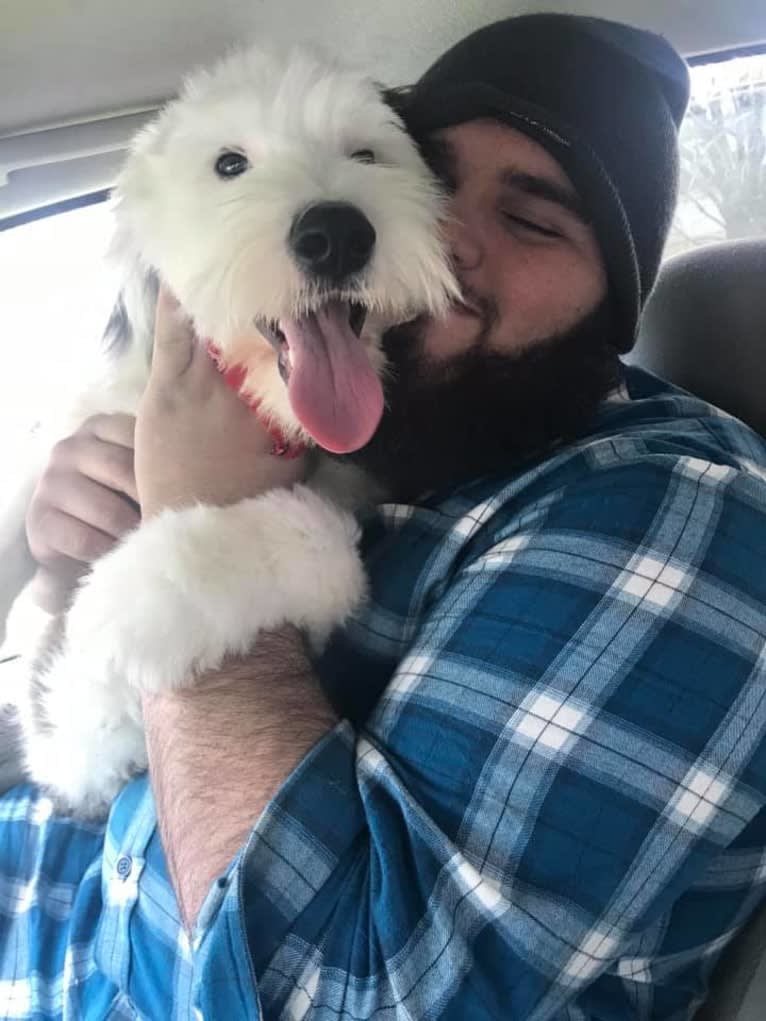 Maggie, an Old English Sheepdog tested with EmbarkVet.com