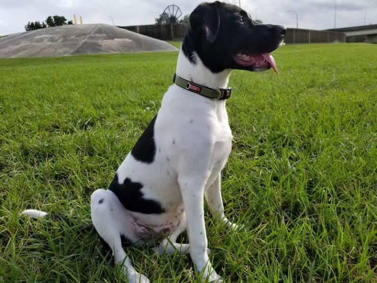 PATIENCE, a Labrador Retriever and American Pit Bull Terrier mix tested with EmbarkVet.com