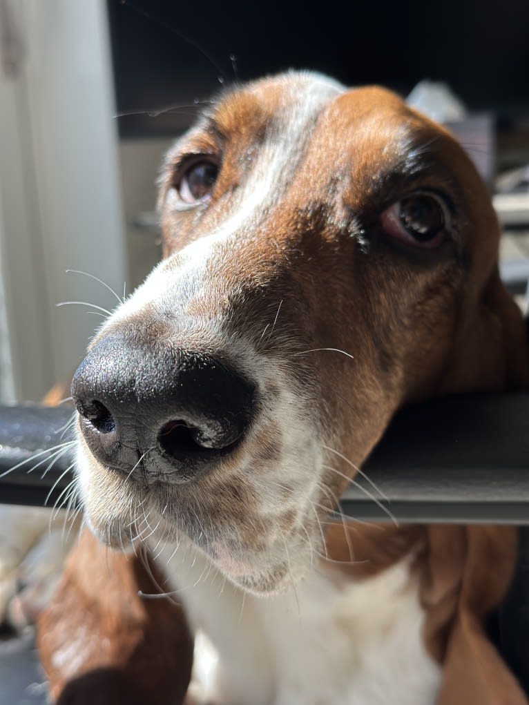 Zoey, a Basset Hound tested with EmbarkVet.com