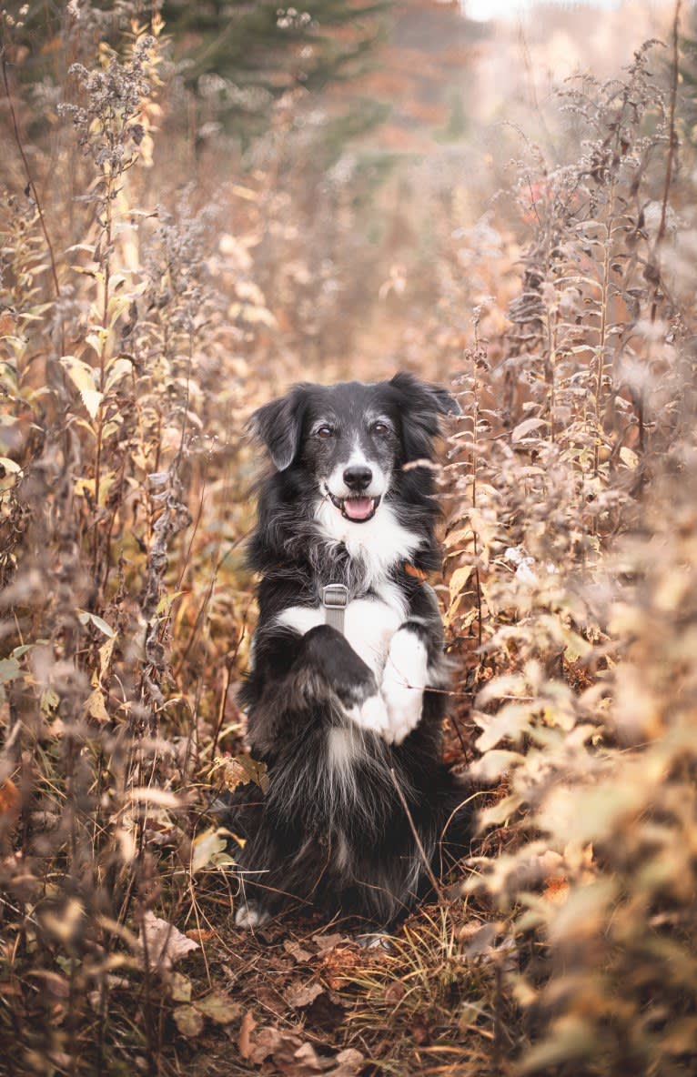 Jasper, an Australian Shepherd and Border Collie mix tested with EmbarkVet.com