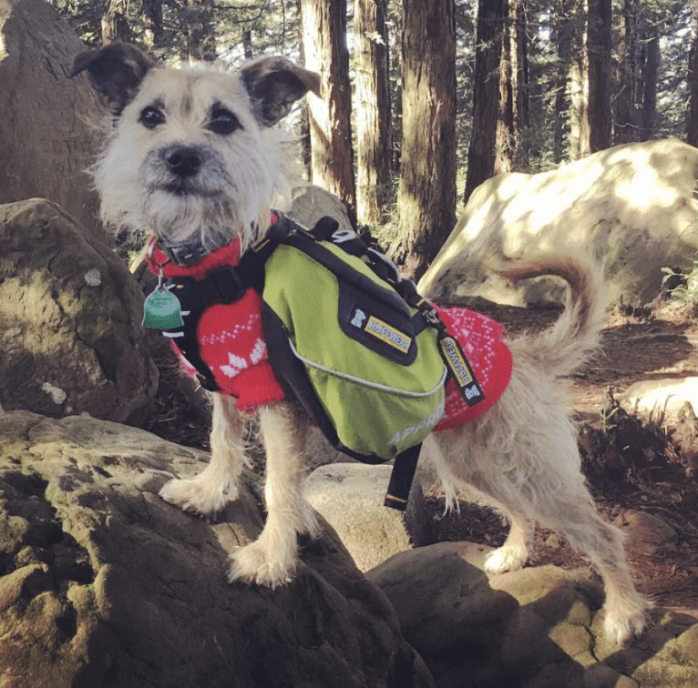 Cherry, a Chihuahua and Miniature Schnauzer mix tested with EmbarkVet.com