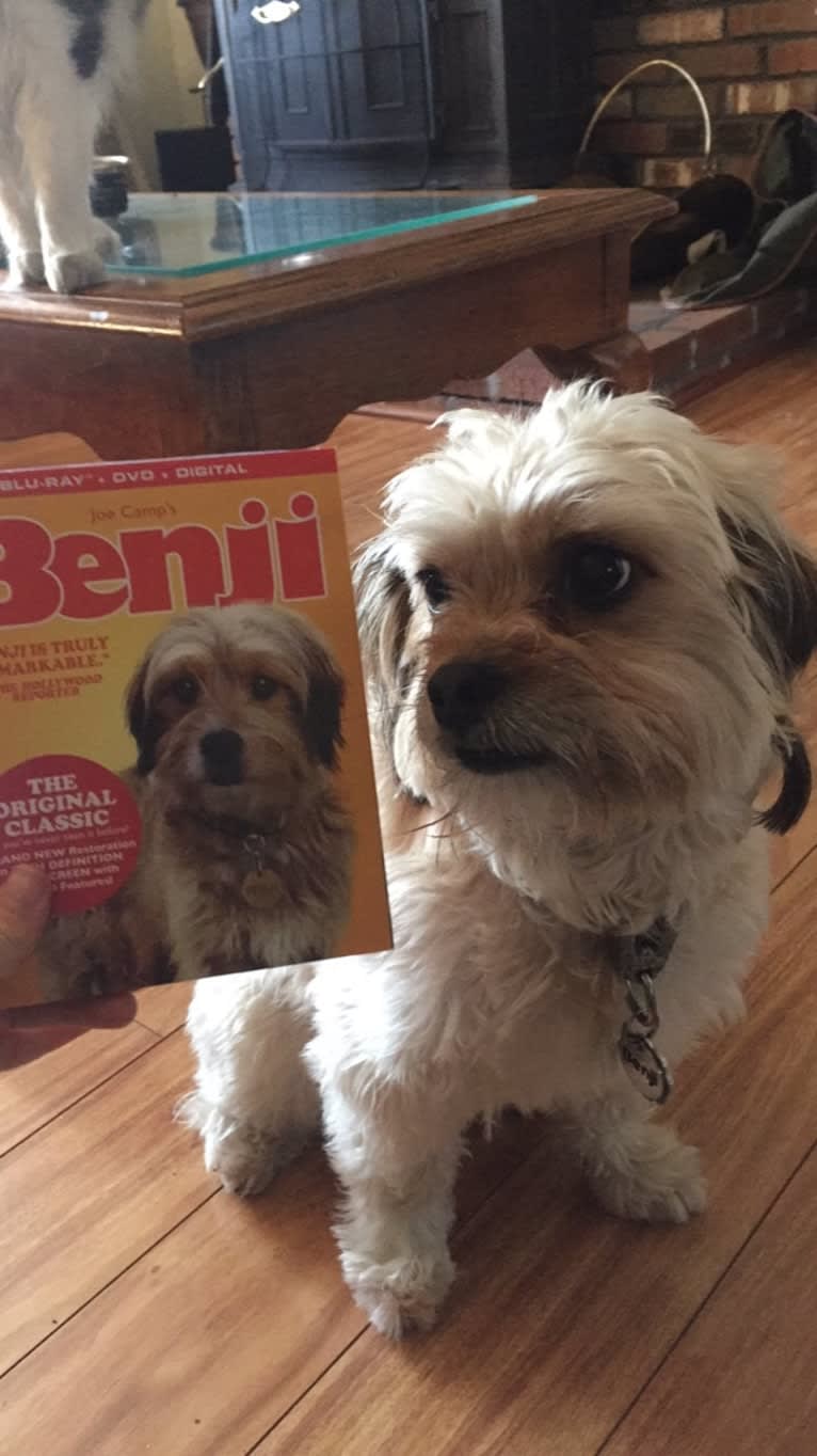 Benji, a Lhasa Apso and Chihuahua mix tested with EmbarkVet.com