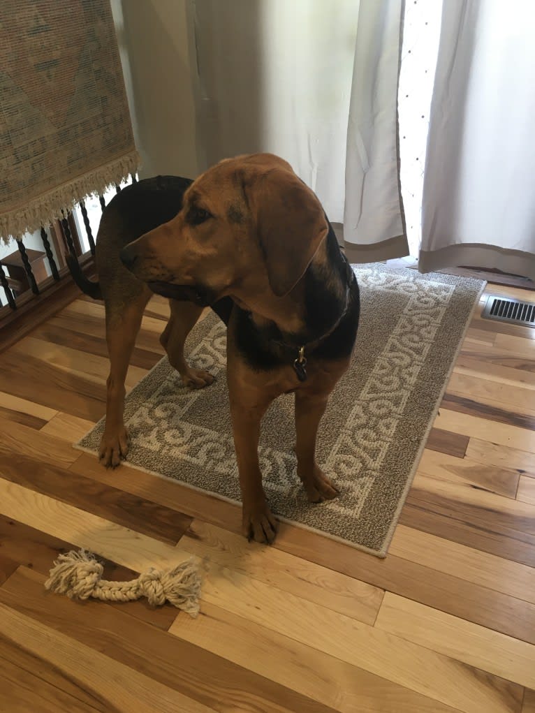 Marley, a Bloodhound and Treeing Walker Coonhound mix tested with EmbarkVet.com