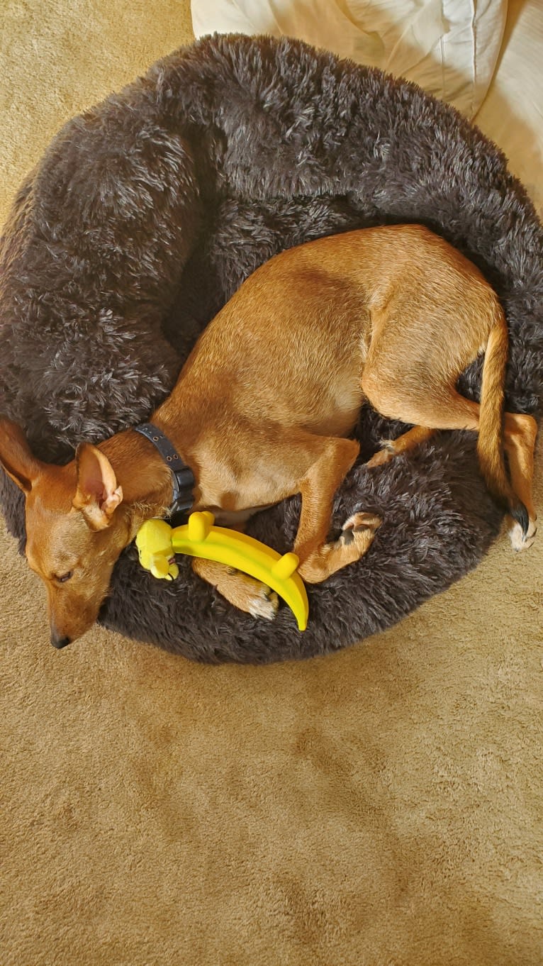 Spaghetti, a Western European Village Dog tested with EmbarkVet.com