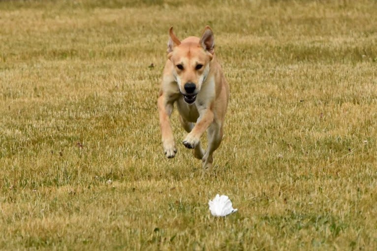 Bones, a Carolina Dog tested with EmbarkVet.com