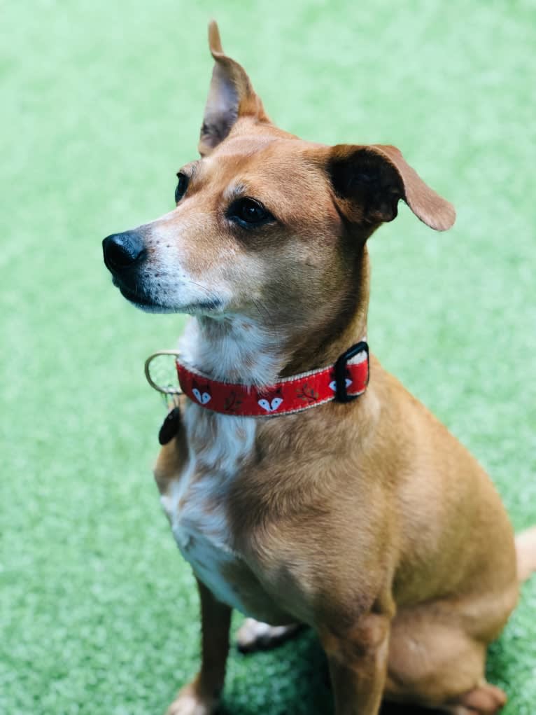 Basil, a Chihuahua and Australian Cattle Dog mix tested with EmbarkVet.com