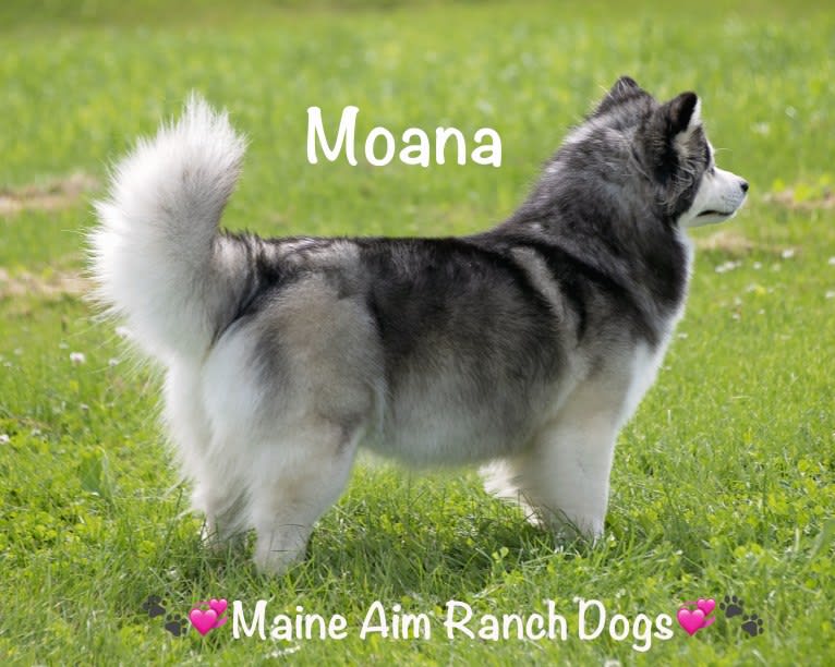 Moana, a Siberian Husky and Pomeranian mix tested with EmbarkVet.com