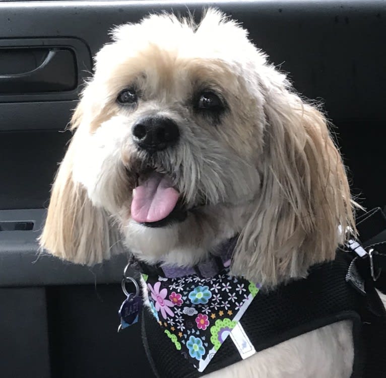 Rafi, a Lhasa Apso tested with EmbarkVet.com