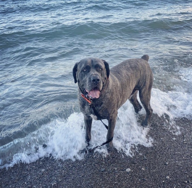 Bronson, a Cane Corso tested with EmbarkVet.com