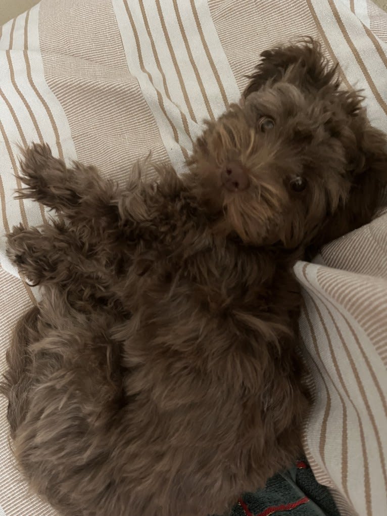 Hazel, a Havanese tested with EmbarkVet.com