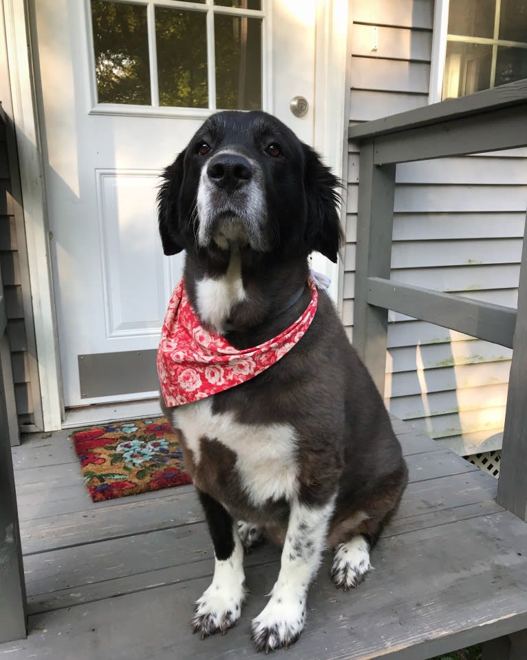 Molly, a Great Pyrenees and Labrador Retriever mix tested with EmbarkVet.com