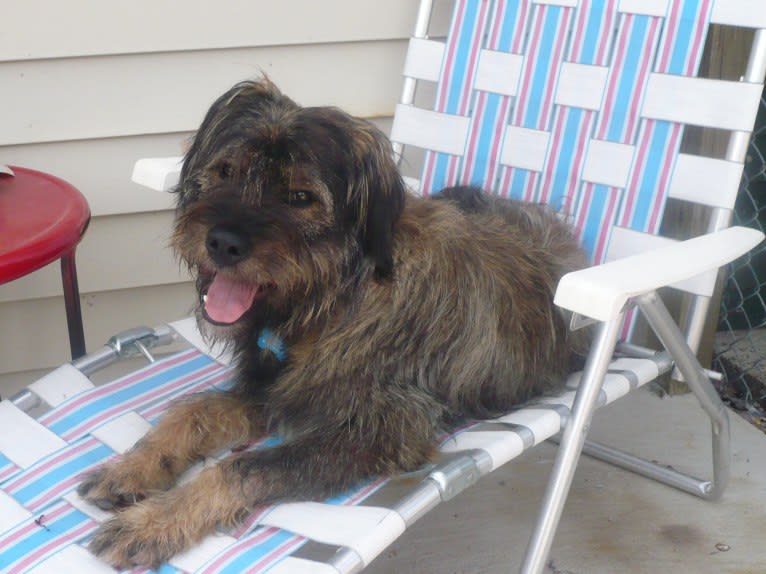 Fergus, a Rottweiler and Golden Retriever mix tested with EmbarkVet.com