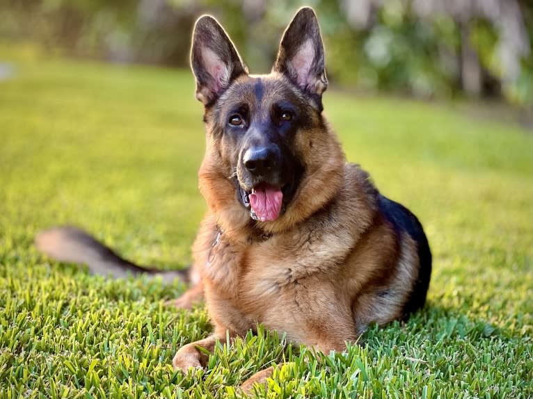Loki, a German Shepherd Dog tested with EmbarkVet.com