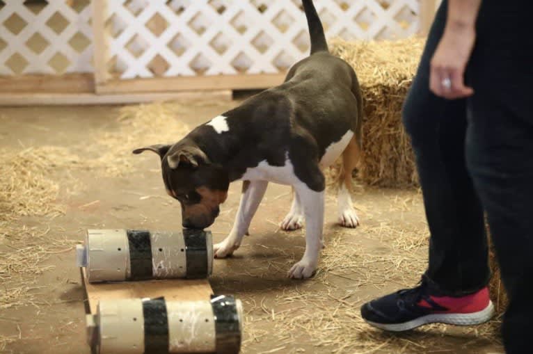 Letty von Wigglebottom, an American Bully and American Pit Bull Terrier mix tested with EmbarkVet.com