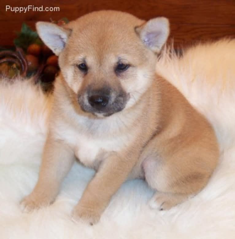 Cymba, a Shiba Inu tested with EmbarkVet.com