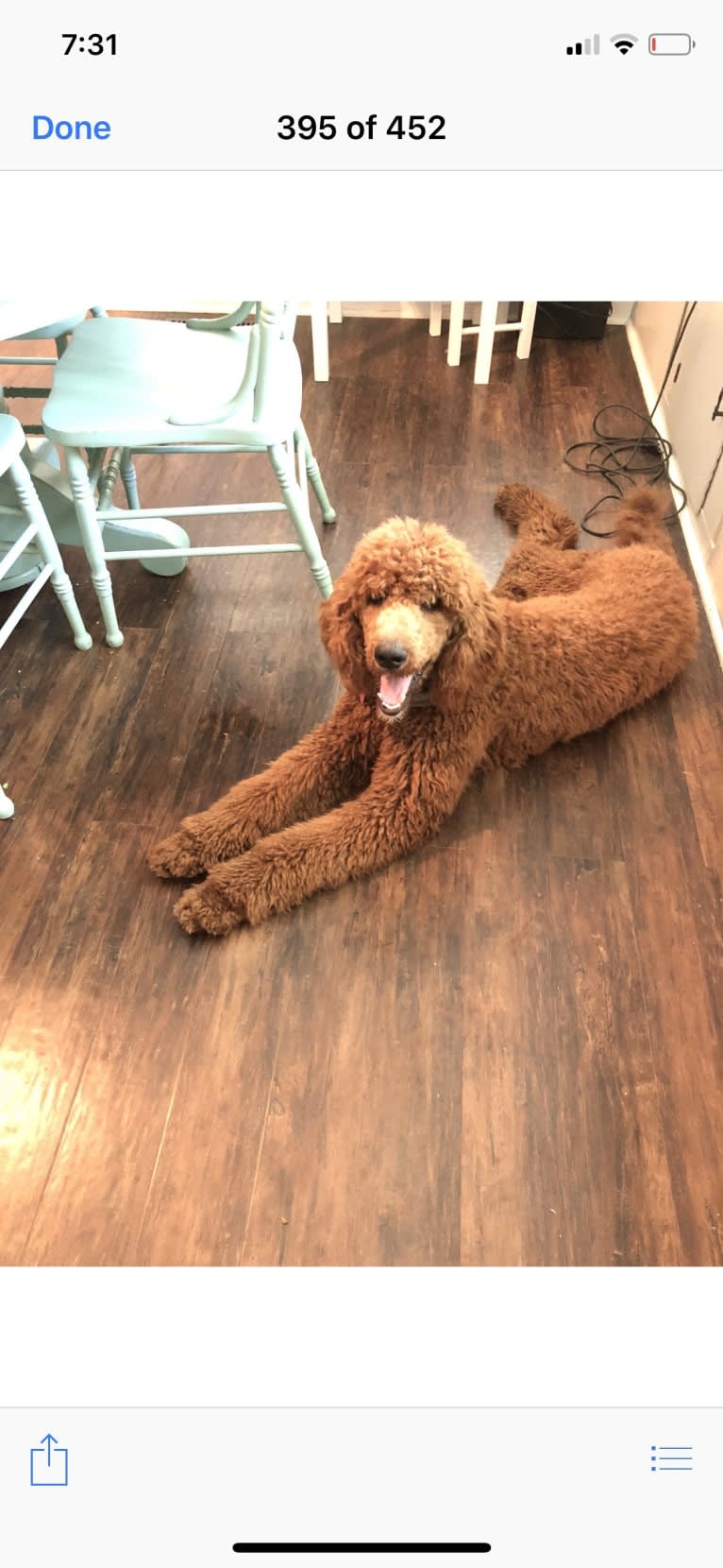 Ryder, a Poodle (Standard) tested with EmbarkVet.com