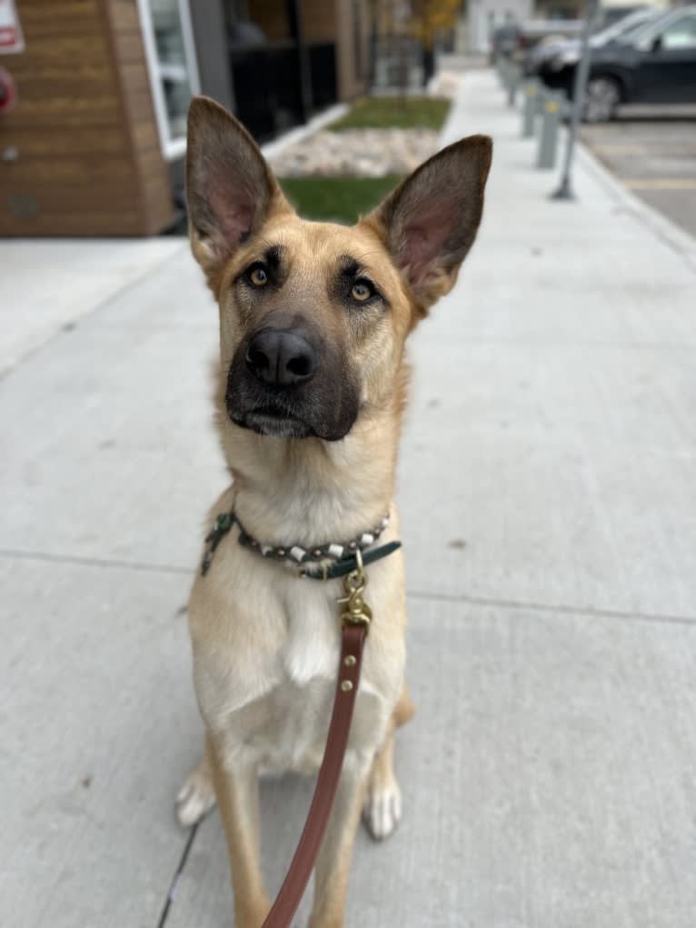 Enzo, a Siberian Husky and German Shepherd Dog mix tested with EmbarkVet.com