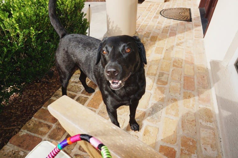 Tia, a Labrador Retriever tested with EmbarkVet.com