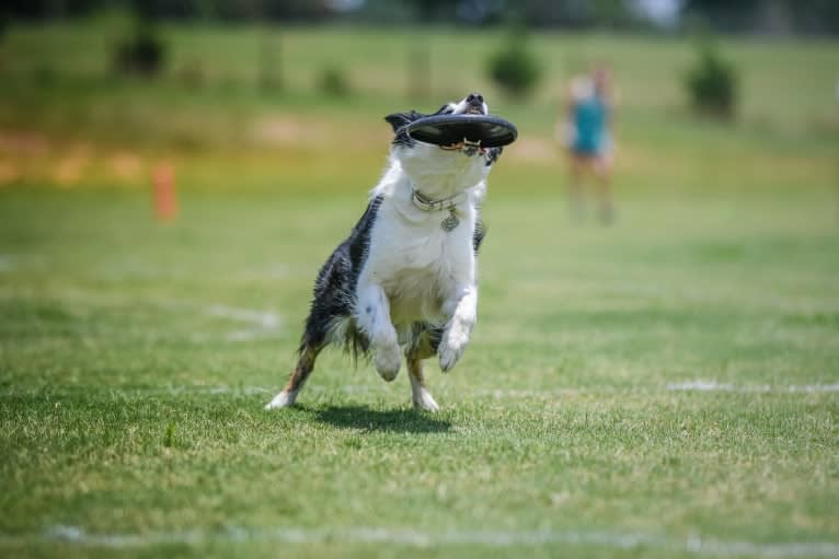 Leesi, a Border Collie tested with EmbarkVet.com