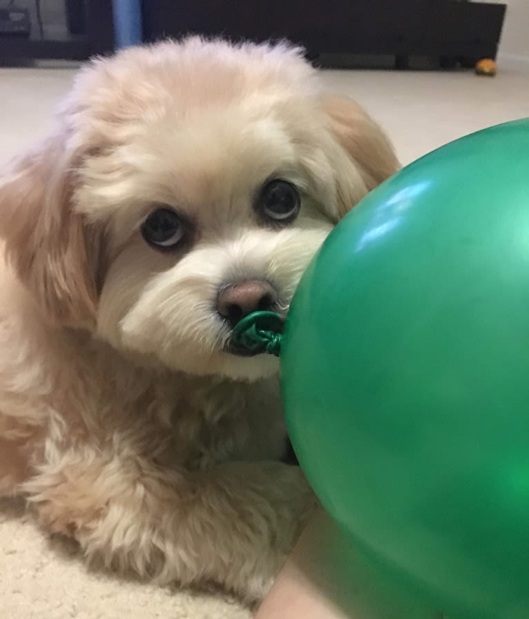 Ellie, a Shih Tzu and Bichon Frise mix tested with EmbarkVet.com